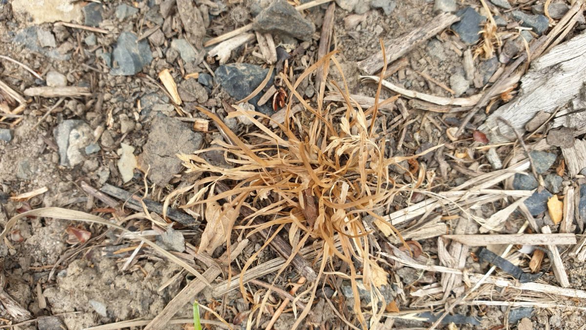 A clump of dry, brown foliage killed by natural weed spray sits surrounded by dirt, small rocks, and scattered pieces of wood in a garden.