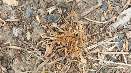 A clump of dry, brown foliage killed by natural weed spray sits surrounded by dirt, small rocks, and scattered pieces of wood in a garden.