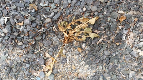 A cluster of dry, withered leaves on a surface covered with small grey stones, from a garden area recently treated with a natural weed spray.